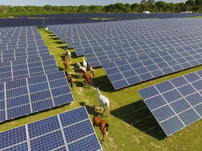 Fotovoltaico a terra con cavalli